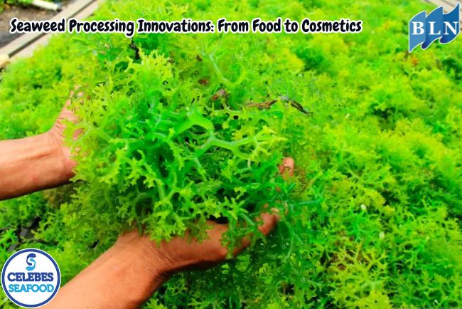 Seaweed Processing Innovations: From Food to Cosmetics